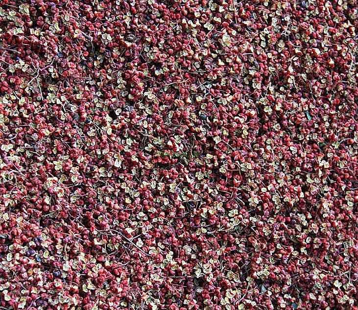 wild pepper